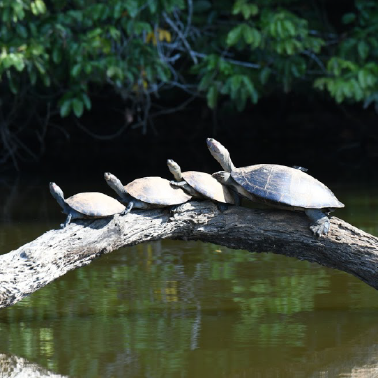 Tambopata 3 day itinerary